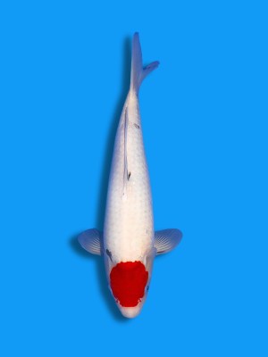 Tancho Showa | Koi&Co.